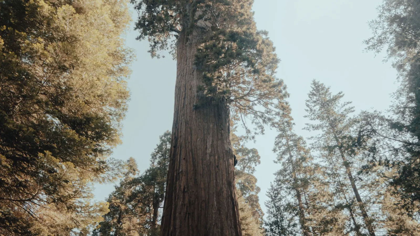 A General Sherman fa törzse alulról nézve