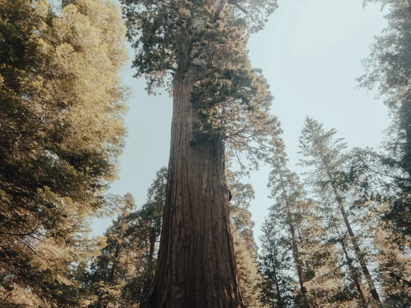 A General Sherman fa törzse alulról nézve